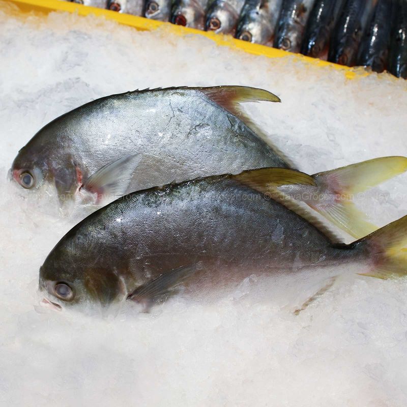 KO Ikan Bawal Emas 700g+/-